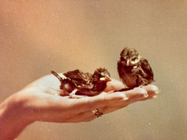 Two tiny sparrows sitting atop a human hand.