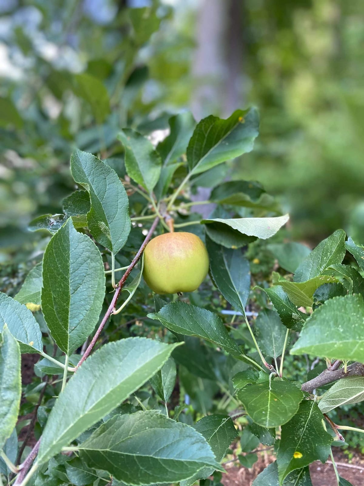 Burlington Buzz | Conservation Commission Seeks to Raise Awareness About Invasive Insect