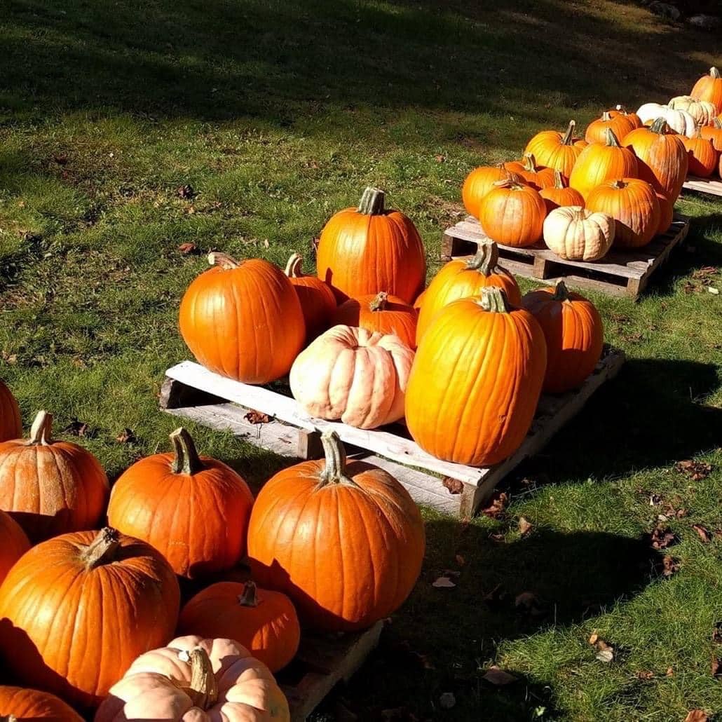 Weekly Buzz | St. Mark’s Pumpkin Patch Open for the Month of October