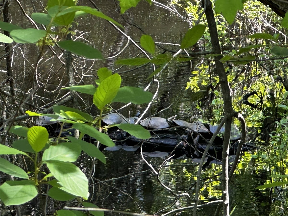 Community Contribution: Spending A Day in Nature Near Burlington