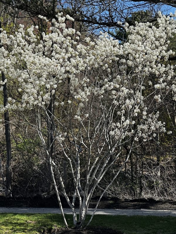 Daily Buzz | Vine Brook Riverwalk to Undergo More Feasibility Work