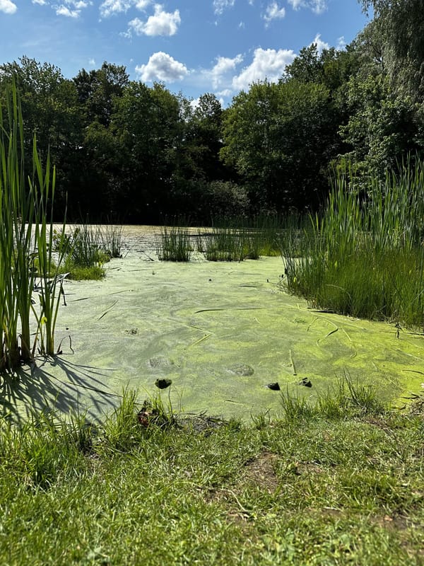 Daily Buzz | PFAS Filters are Online at Mill Pond