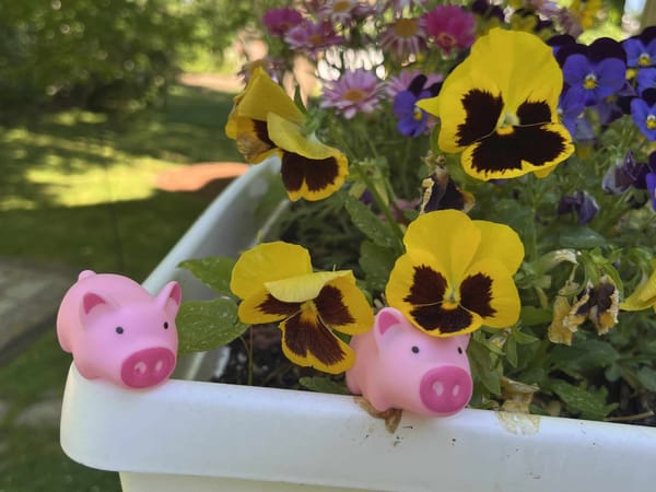 Calling all Burlington Children: Tiny Lost Piglets Need Your Help!