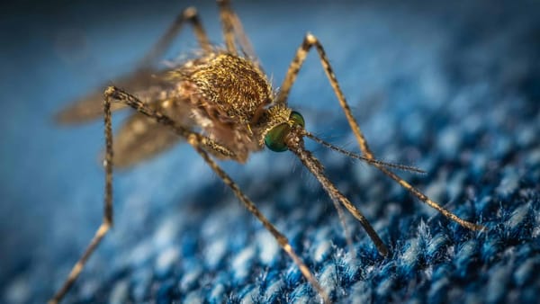 West Nile in Burlington: First Mosquito Detected