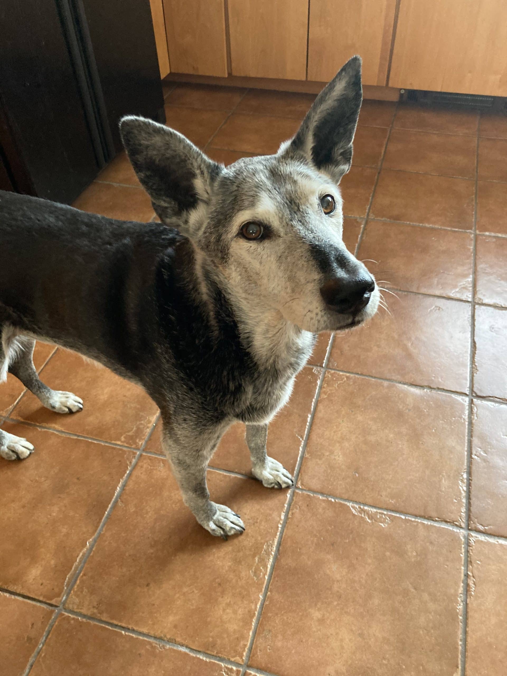 A dark dog with a gray face looking up at the camera